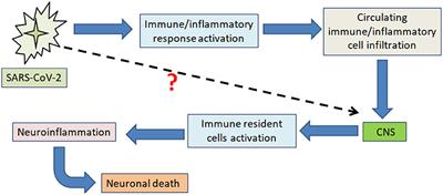 Neuroinflammation and Its Impact on the Pathogenesis of COVID-19